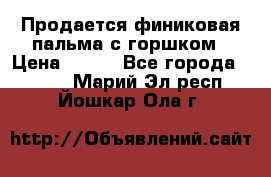 Продается финиковая пальма с горшком › Цена ­ 600 - Все города  »    . Марий Эл респ.,Йошкар-Ола г.